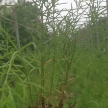 大量出售碱篷杯苗/碱篷种子/碱篷种子小苗高成活易管理运费低