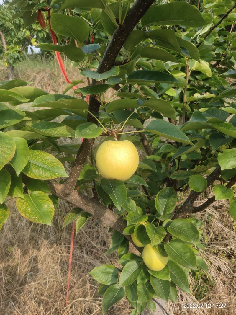 四川苍溪黄金梨果面光华皮薄多汁鲜果直供基地批发