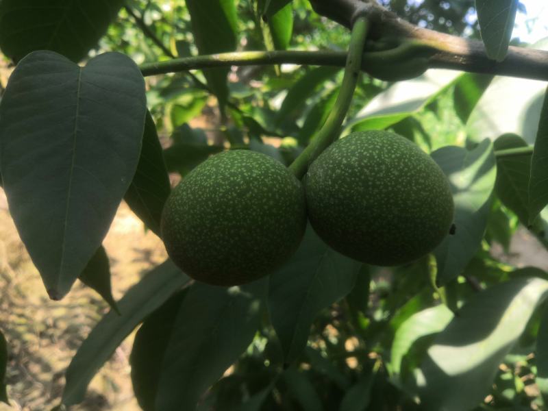 陕西大荔青皮核桃大量上市，一手货源，大量供货