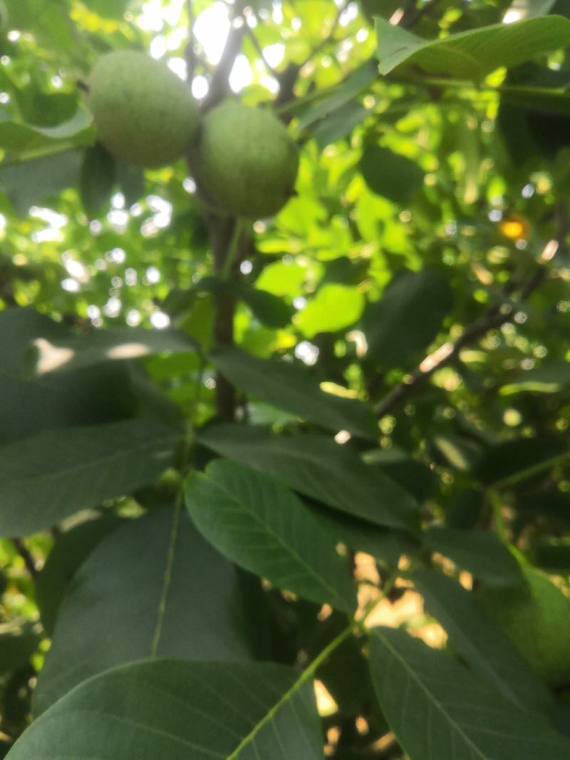 陕西大荔青皮核桃大量上市，一手货源，大量供货