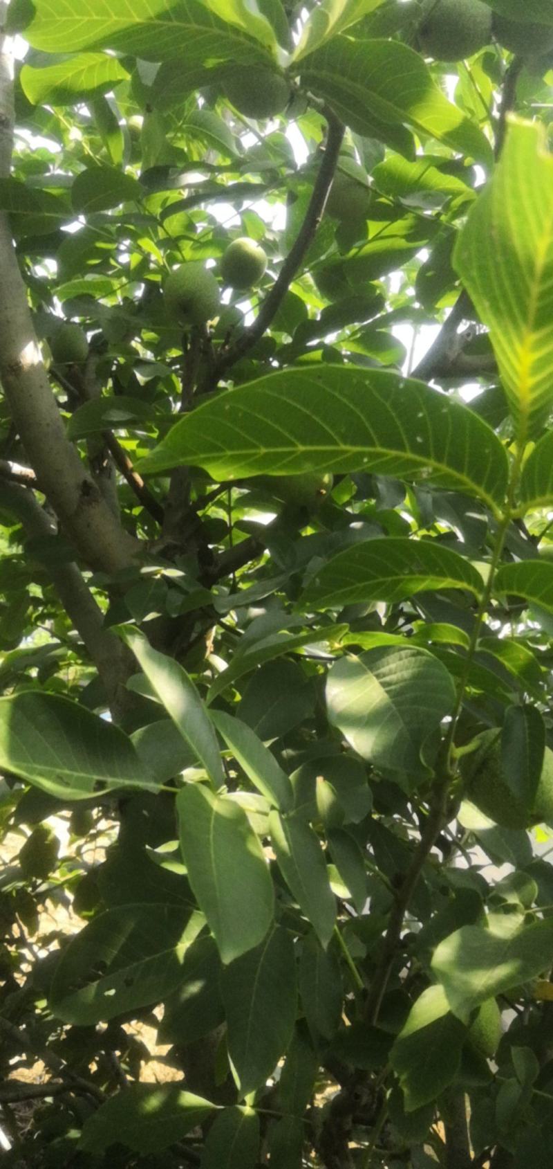 陕西大荔青皮核桃大量上市，一手货源，大量供货