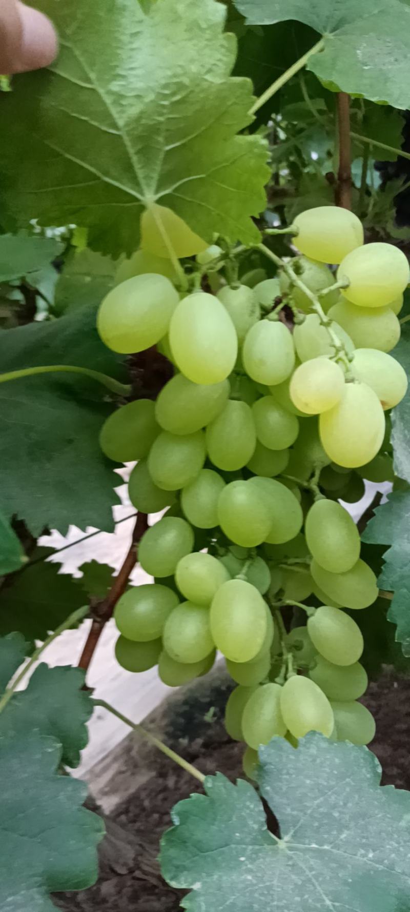 巨峰葡萄，夏黑葡萄