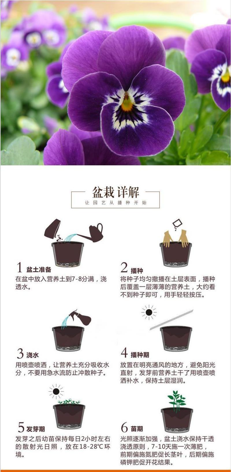 三色堇种子角堇花混色大花盆栽矮生花卉种子四季猫儿脸蝴花