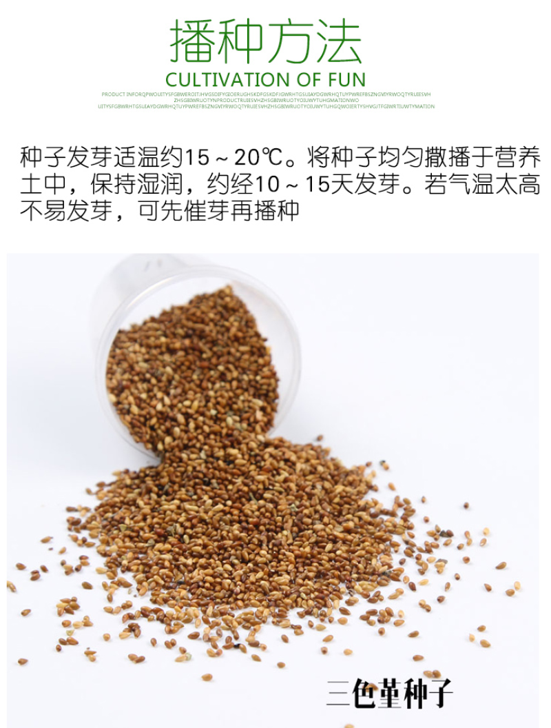 三色堇种子角堇花混色大花盆栽矮生花卉种子四季猫儿脸蝴花
