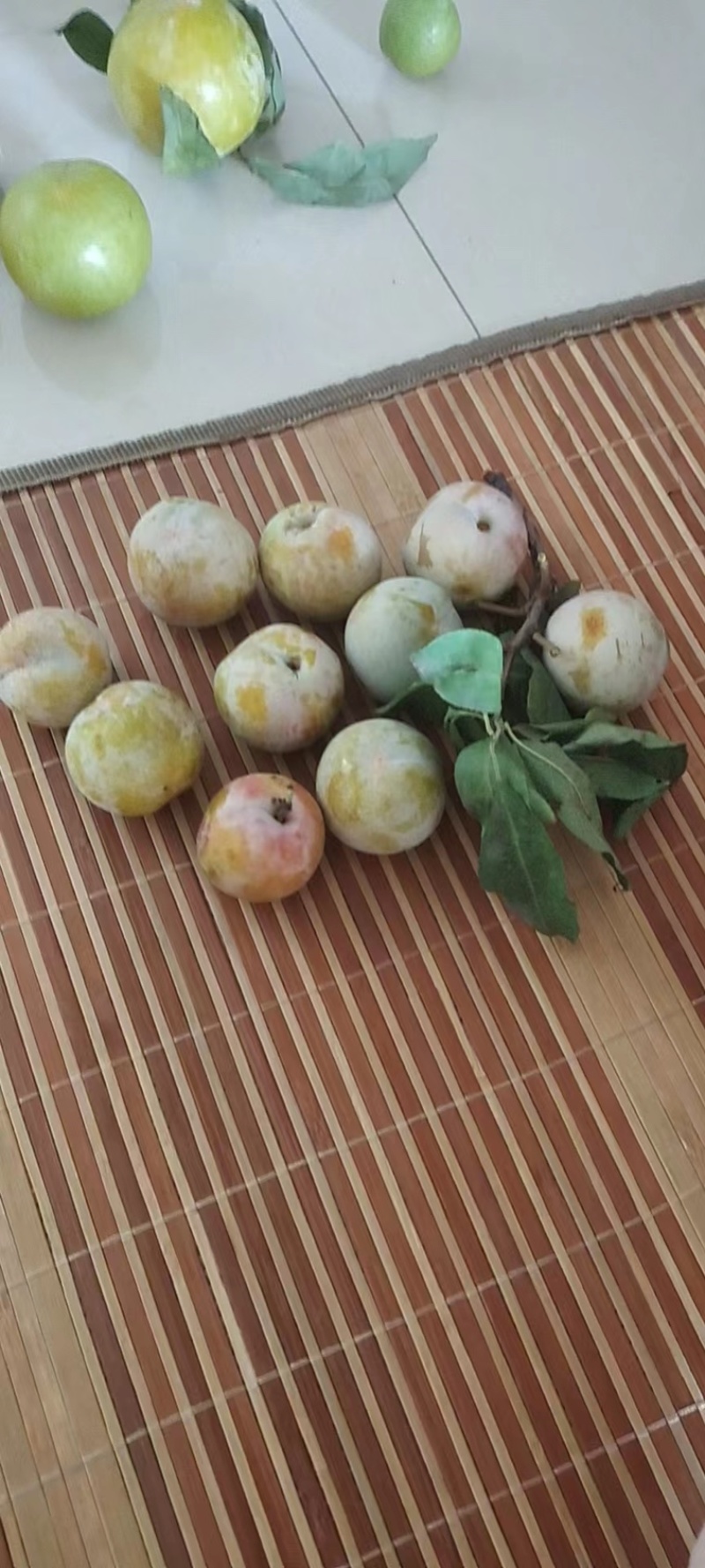 晩青脆李子货源充足产地直销欢迎来电询价