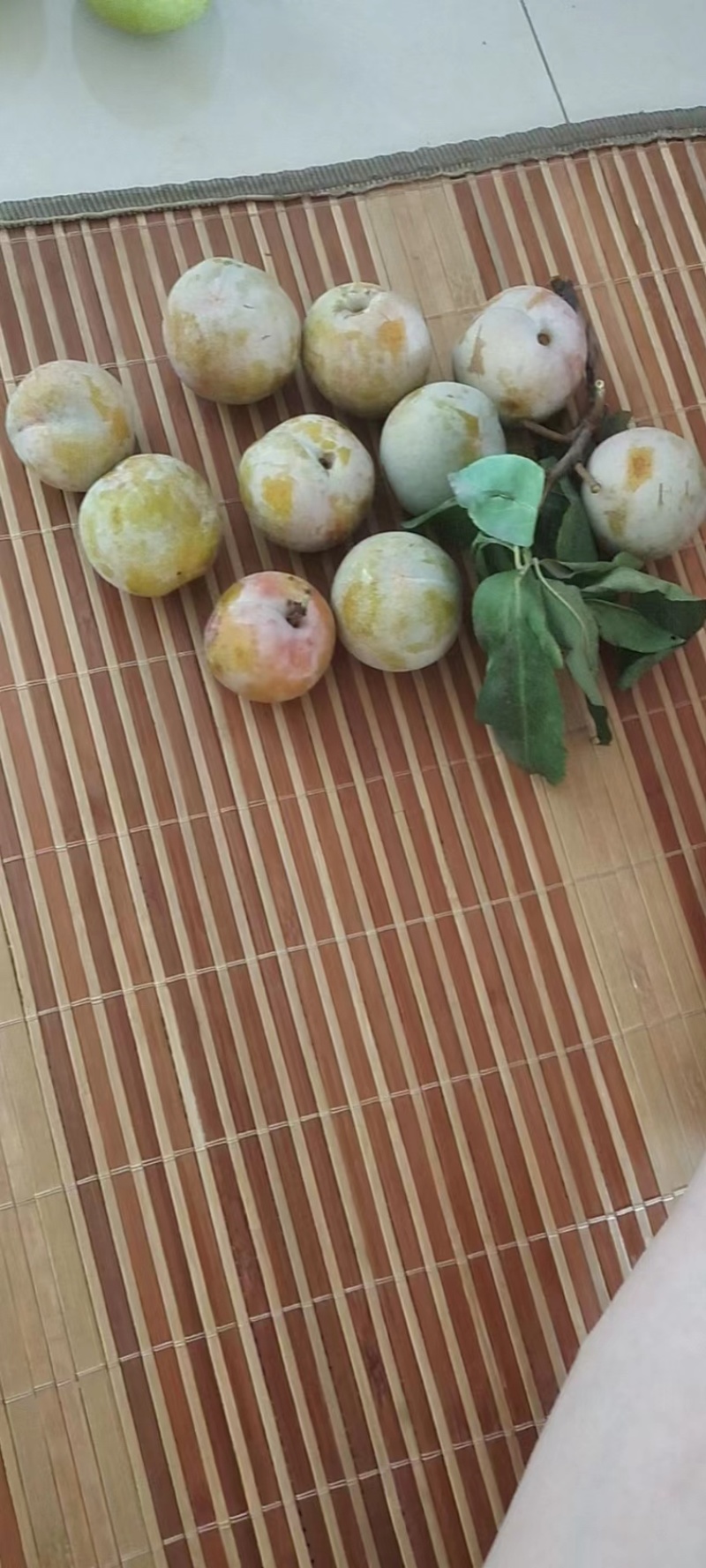 晩青脆李子货源充足产地直销欢迎来电询价