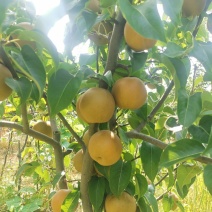 圆黄梨黄花梨