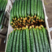 【推荐】莘县密刺黄瓜鲜花带刺绿瓤品质好供应全国市场商