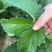 香野草莓苗基地随珠草莓苗宁玉草莓苗冷藏车打冷运输