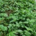 香野草莓苗基地随珠草莓苗宁玉草莓苗冷藏车打冷运输