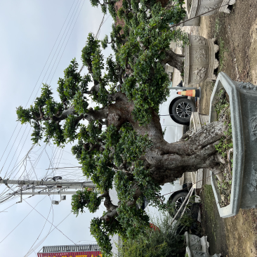 榆树老桩头盆景漳州榆树种植基地苗农自己种自己直销批发价格