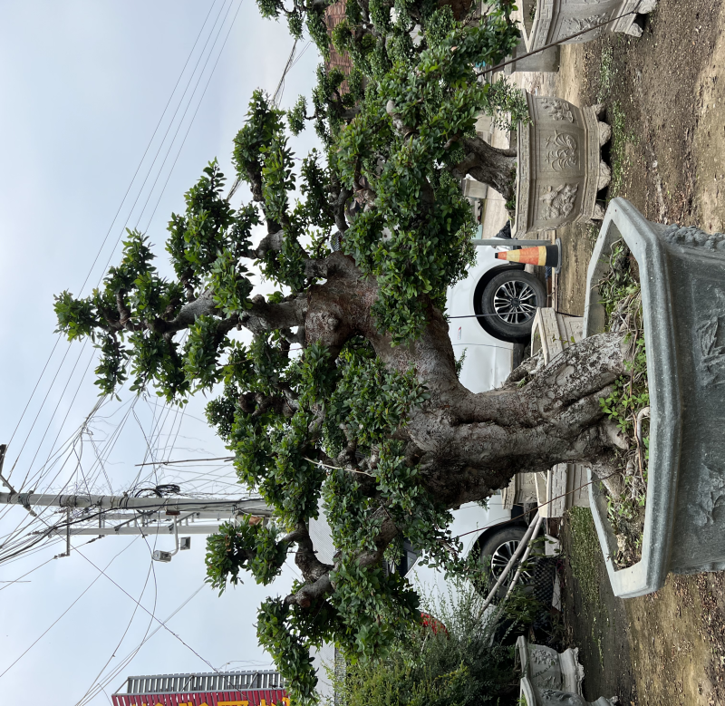 榆树老桩头盆景漳州榆树种植基地苗农自己种自己直销批发价格