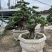 榆树老桩头盆景漳州榆树种植基地苗农自己种自己直销批发价格