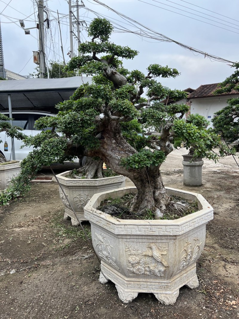 榆树老桩头盆景漳州榆树种植基地苗农自己种自己直销批发价格
