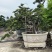 榆树老桩头盆景漳州榆树种植基地苗农自己种自己直销批发价格