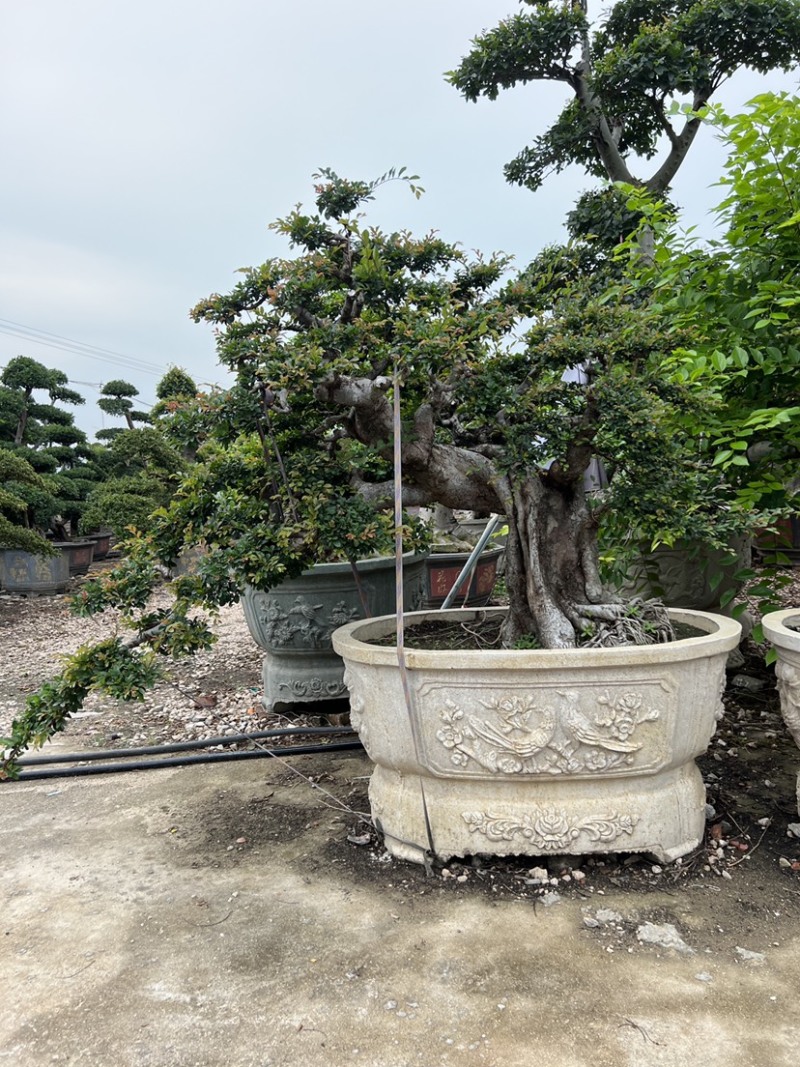 榆树老桩头盆景漳州榆树种植基地苗农自己种自己直销批发价格