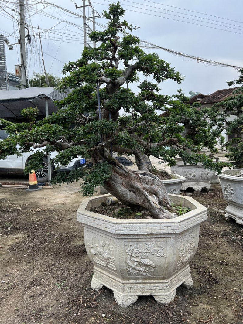 榆树老桩头盆景漳州榆树种植基地苗农自己种自己直销批发价格