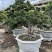 榆树老桩头盆景漳州榆树种植基地苗农自己种自己直销批发价格