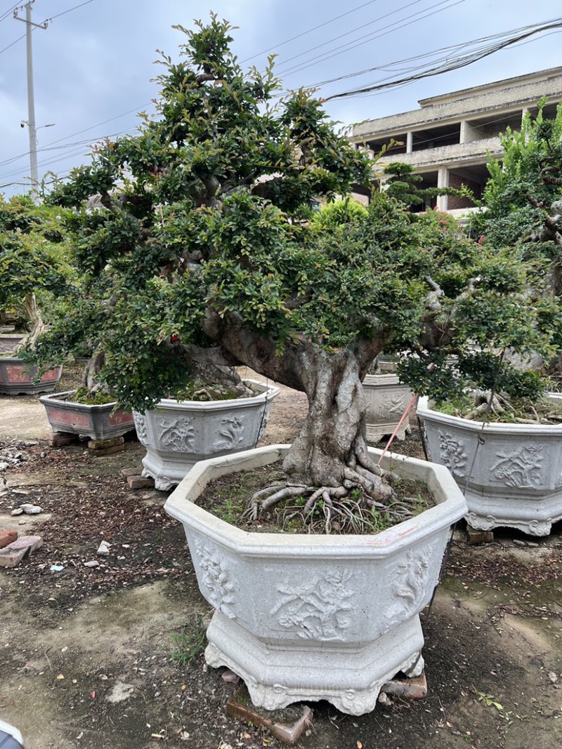 榆树老桩头盆景漳州榆树种植基地苗农自己种自己直销批发价格