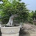 榆树老桩头盆景漳州榆树种植基地苗农自己种自己直销批发价格