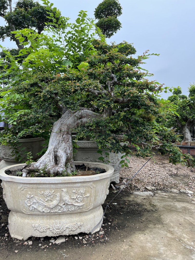榆树老桩头盆景漳州榆树种植基地苗农自己种自己直销批发价格