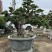 榆树老桩头盆景漳州榆树种植基地苗农自己种自己直销批发价格