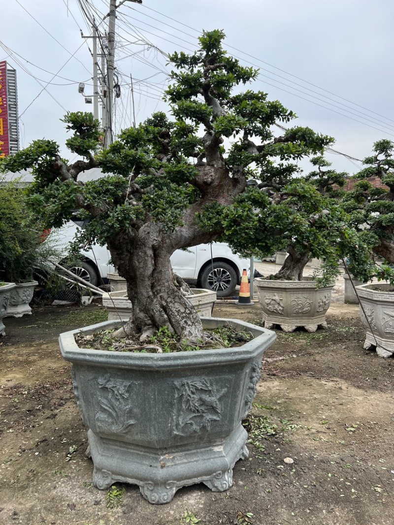 榆树老桩头盆景漳州榆树种植基地苗农自己种自己直销批发价格