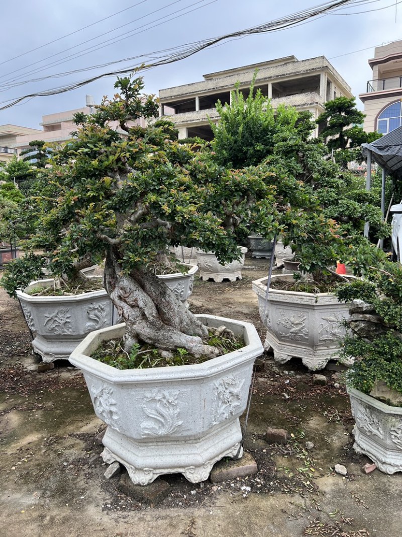 榆树老桩头盆景漳州榆树种植基地苗农自己种自己直销批发价格