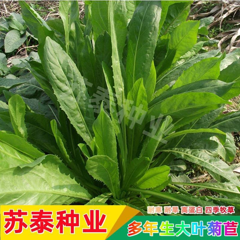 菊苣种子大叶菊苣将军菊苣四季牧草种子鸡鸭鹅鱼兔牛羊猪喂养
