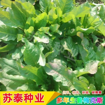 鲁梅克斯种子俄罗斯饲料菜多年生牧草种子养殖牧草