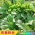 鲁梅克斯种子俄罗斯饲料菜多年生牧草种子养殖牧草