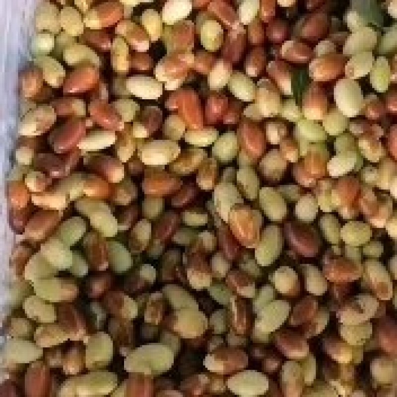 马牙枣上市了