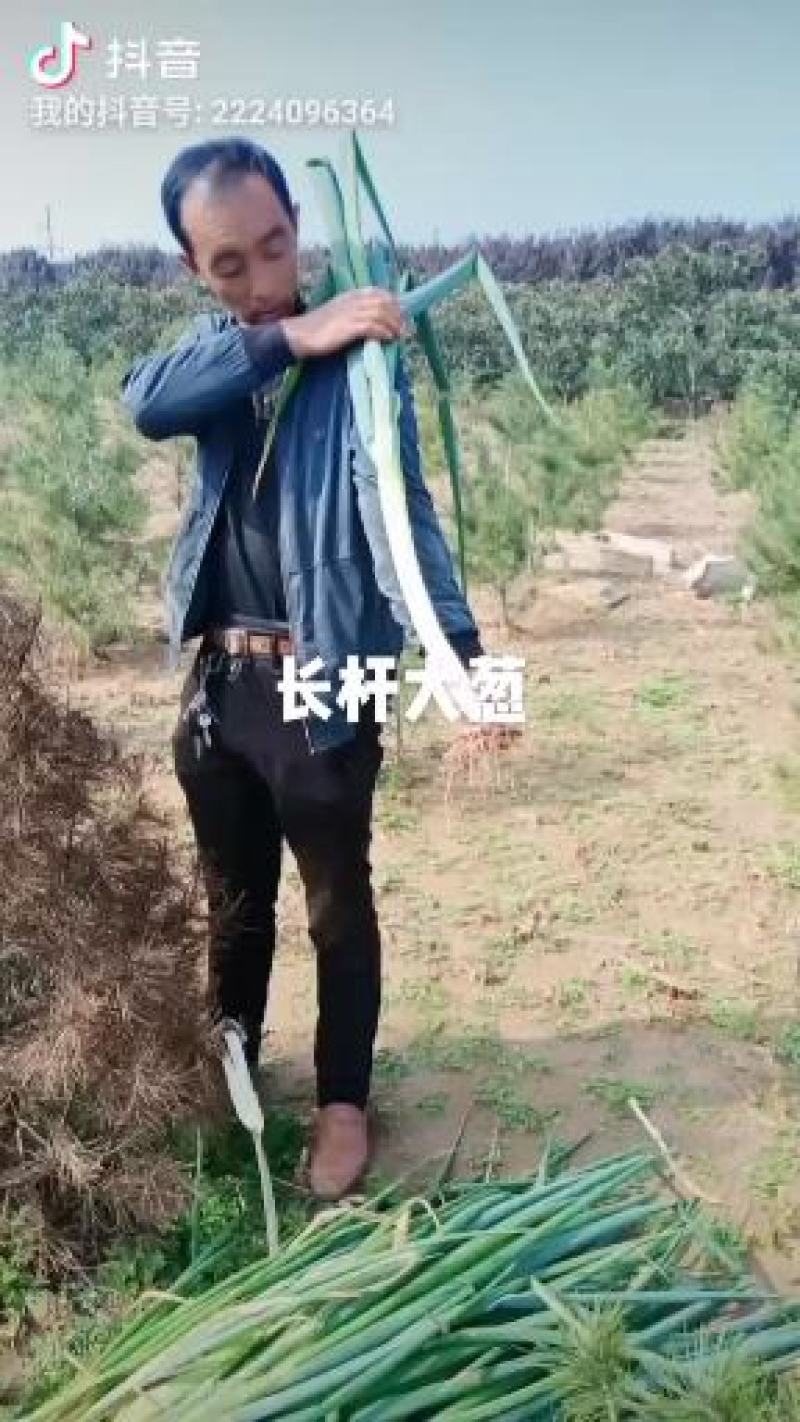 高杆长白大葱。千亩大葱基地现开始上市，欢迎档口老板预约