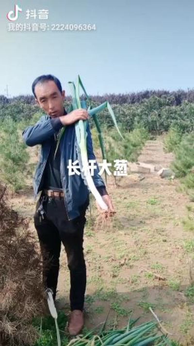 高杆长白大葱。千亩大葱基地现开始上市，欢迎档口老板预约