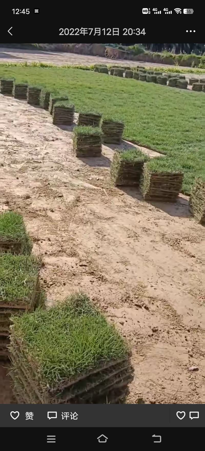 草皮
