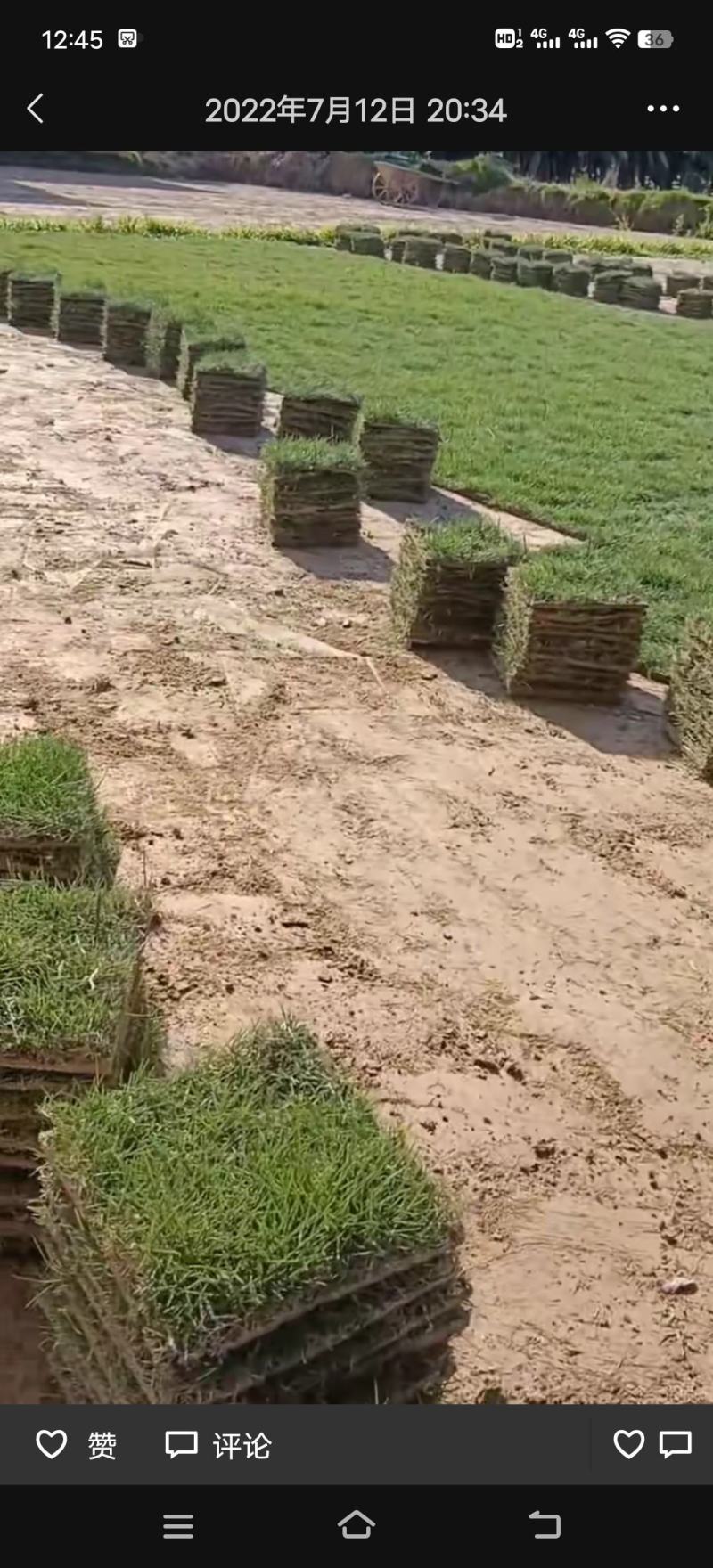 草皮