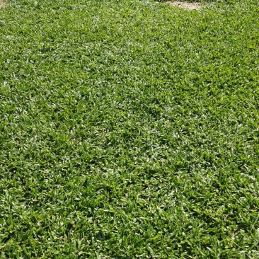 草皮