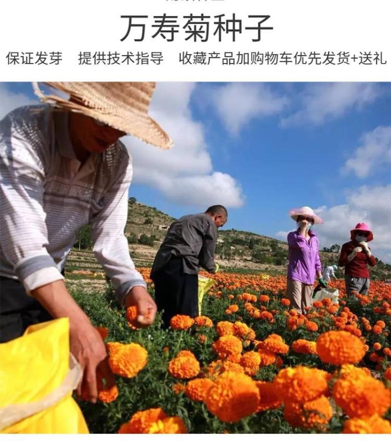 万寿菊种子金菊花蜂窝菊种子四季易种庭院阳台种子景观花海