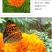 万寿菊种子金菊花蜂窝菊种子四季易种庭院阳台种子景观花海