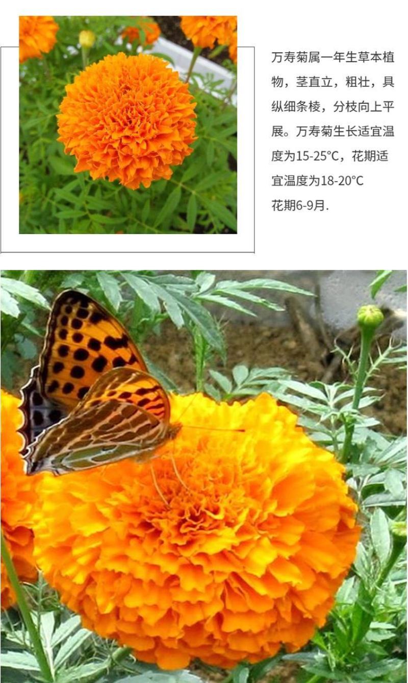 万寿菊种子金菊花蜂窝菊种子四季易种庭院阳台种子景观花海