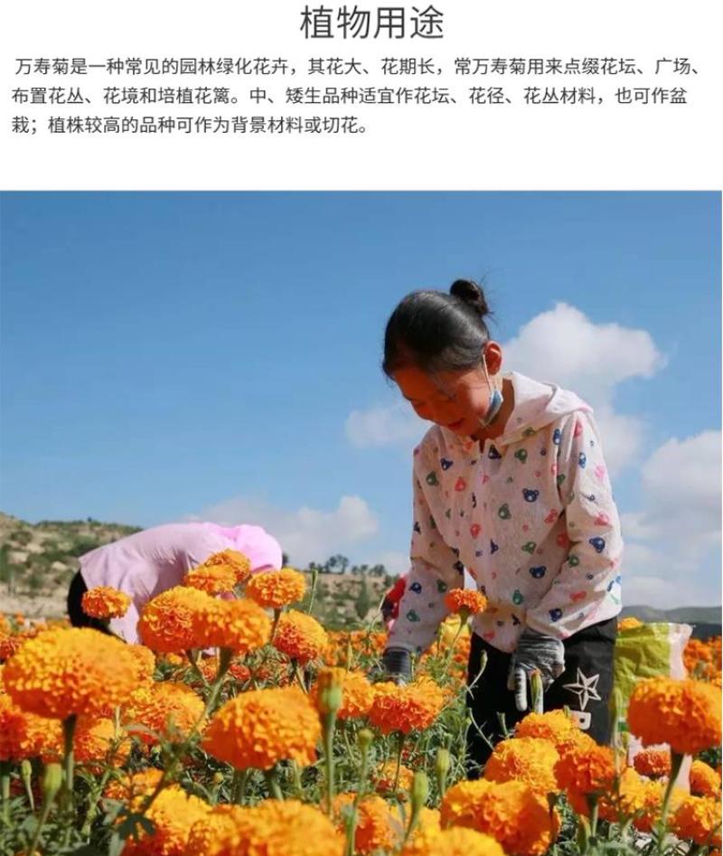 万寿菊种子金菊花蜂窝菊种子四季易种庭院阳台种子景观花海