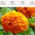 万寿菊种子金菊花蜂窝菊种子四季易种庭院阳台种子景观花海
