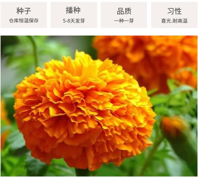 万寿菊种子金菊花蜂窝菊种子四季易种庭院阳台种子景观花海