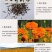 万寿菊种子金菊花蜂窝菊种子四季易种庭院阳台种子景观花海