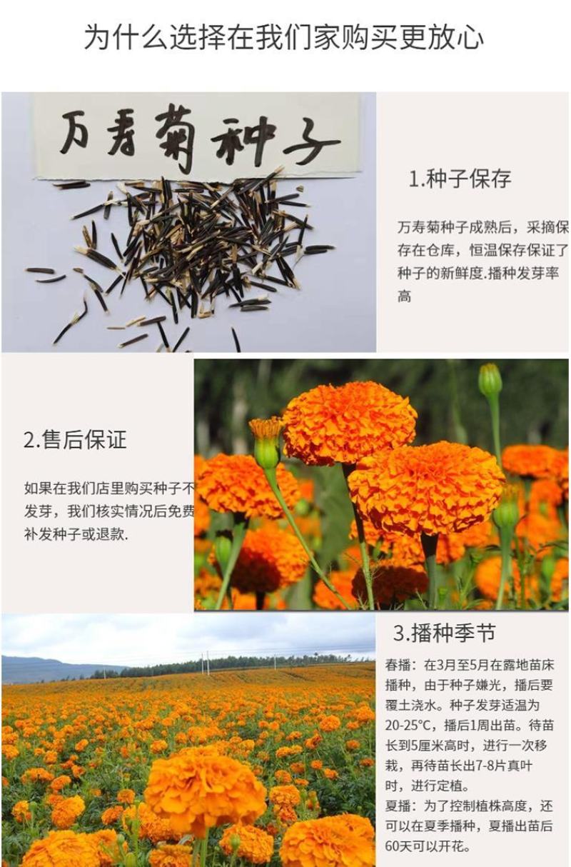 万寿菊种子金菊花蜂窝菊种子四季易种庭院阳台种子景观花海