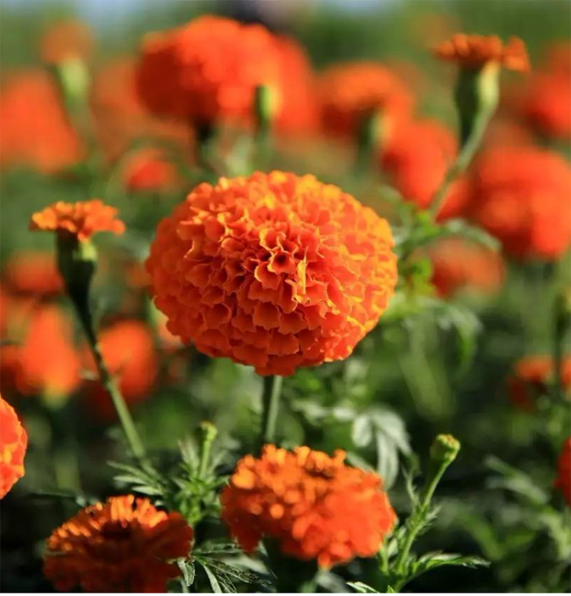 万寿菊种子金菊花蜂窝菊种子四季易种庭院阳台种子景观花海