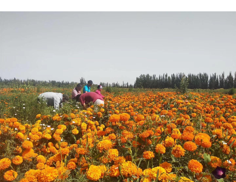 万寿菊种子金菊花蜂窝菊种子四季易种庭院阳台种子景观花海