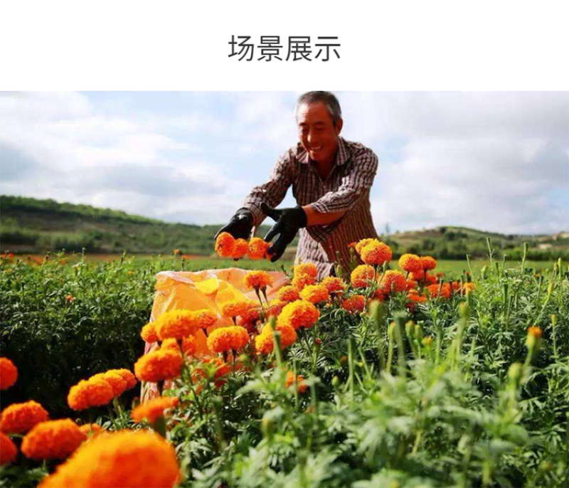 万寿菊种子金菊花蜂窝菊种子四季易种庭院阳台种子景观花海