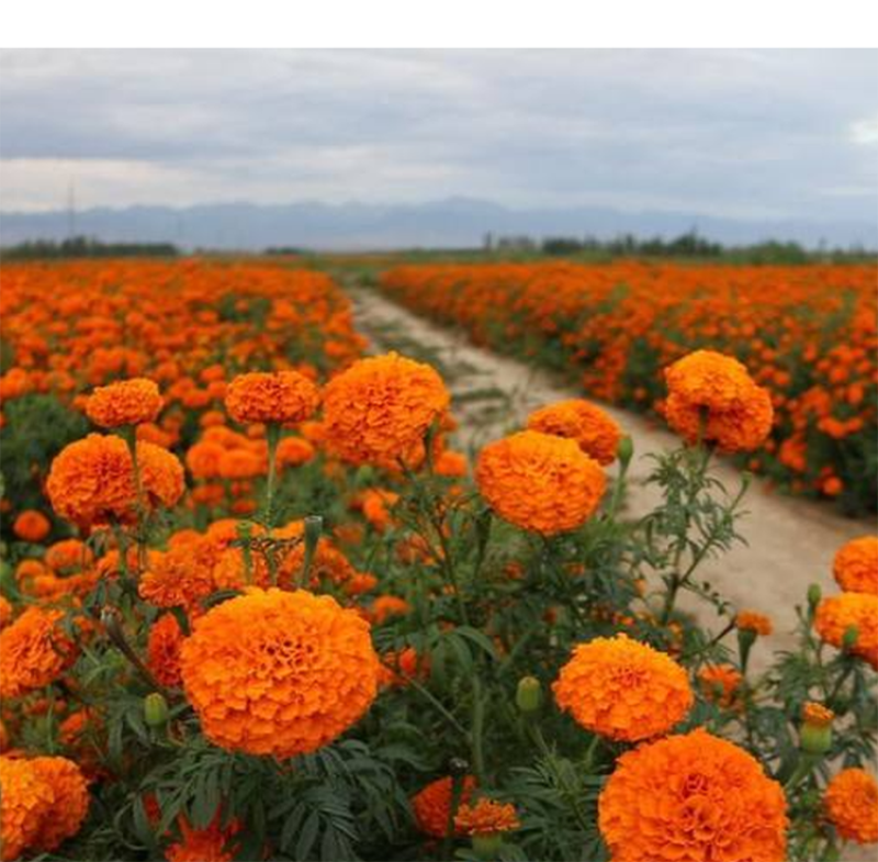 万寿菊种子金菊花蜂窝菊种子四季易种庭院阳台种子景观花海