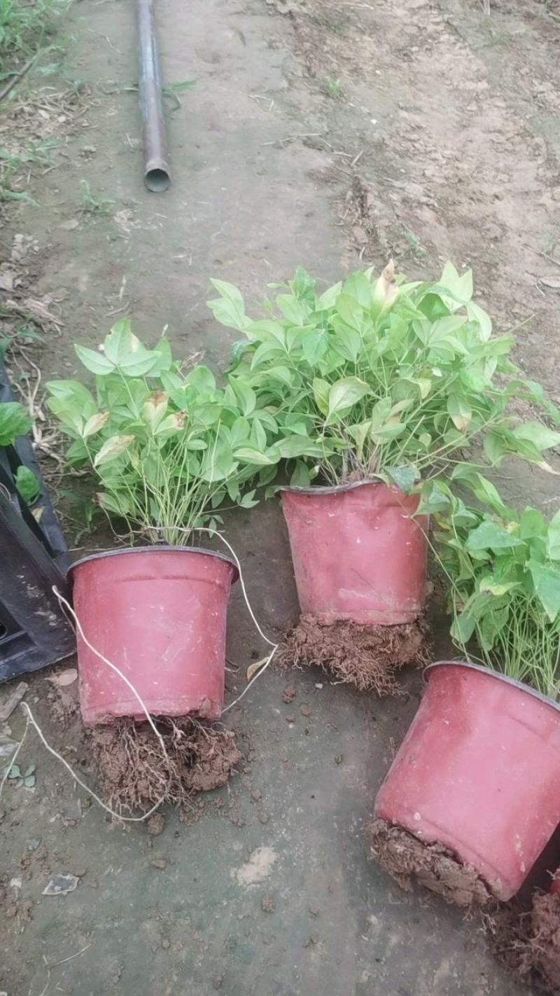 火焰南天竹南天竹万亩温室苗圃基地直发量大从优